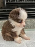 Red Tri Male Toy Aussie 2, a male Toy Australian Shepherd for sale in Greenwood, SC – 2 of 10