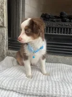 Red Tri M Toy Aussie, a male Toy Australian Shepherd for sale in Greenwood, SC – 9 of 9