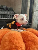 White M, a male Chihuahua for sale in Greenwood, SC – 8 of 10