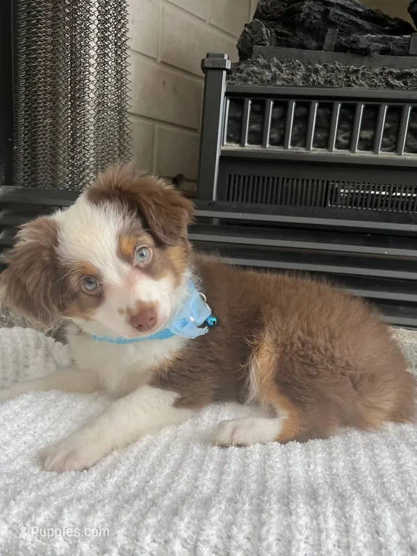 Red Tri M Toy Aussie – Toy Australian Shepherd puppy for sale in Greenwood, SC