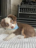 Red Tri M Toy Aussie, a male Toy Australian Shepherd for sale in Greenwood, SC – 2 of 9