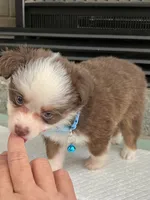 Red Tri Male Toy Aussie 2, a male Toy Australian Shepherd for sale in Greenwood, SC – 8 of 10