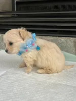 Cream long coat M, a male Chihuahua for sale in Greenwood, SC – 6 of 8