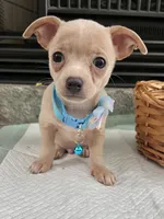 Fawn M, a male Chihuahua for sale in Greenwood, SC – 6 of 9
