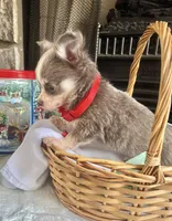 Lilac Tri M, a male Chihuahua for sale in Greenwood, SC – Photo 7 of 7