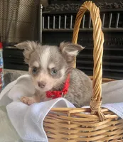 Lilac Tri M, a male Chihuahua for sale in Greenwood, SC – Photo 3 of 7