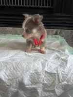 Lilac Tri M, a male Chihuahua for sale in Greenwood, SC – Photo 5 of 7