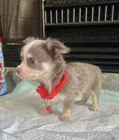 Lilac Tri M, a male Chihuahua for sale in Greenwood, SC – Photo 2 of 7