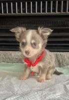 Lilac Tri M, a male Chihuahua for sale in Greenwood, SC – Photo 6 of 7