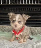 Lilac Tri M, a male Chihuahua for sale in Greenwood, SC – Photo 1 of 7