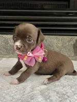 Chocolate F, a female Chihuahua for sale in Greenwood, SC – 1 of 6