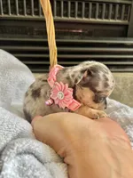 Blue Merle F, a female Chihuahua for sale in Greenwood, SC – Photo 5 of 5