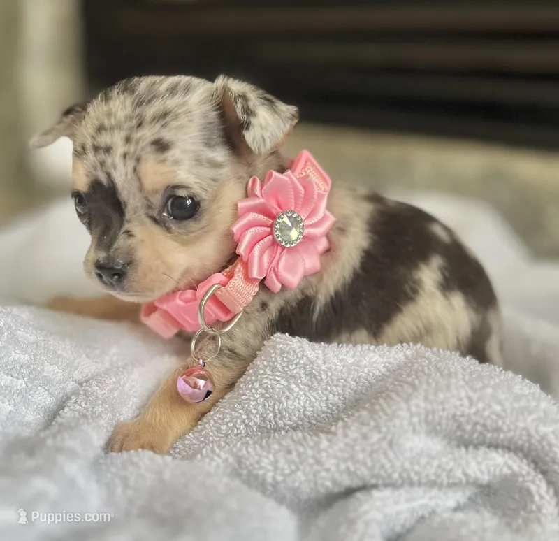 Blue Merle F, a female Chihuahua for sale in Greenwood, SC – Photo 1 of 5