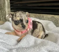 Blue Merle F, a female Chihuahua for sale in Greenwood, SC – Photo 2 of 5