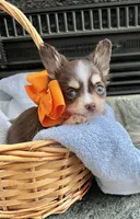 Choco Tri Male LC, a male Chihuahua for sale in Greenwood, SC – Photo 2 of 8