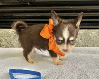 Choco Tri Male LC, a male Chihuahua for sale in Greenwood, SC – Photo 5 of 8