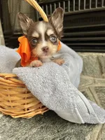 Choco Tri Male LC, a male Chihuahua for sale in Greenwood, SC – Photo 8 of 8