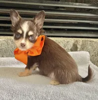 Choco Tri Male LC, a male Chihuahua for sale in Greenwood, SC – Photo 3 of 8