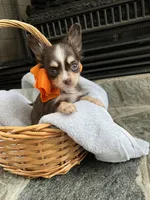 Choco Tri Male LC, a male Chihuahua for sale in Greenwood, SC – Photo 7 of 8