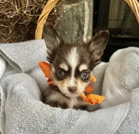 Choco Tri Male LC, a male Chihuahua for sale in Greenwood, SC – Photo 6 of 8