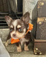 Choco Tri Male LC, a male Chihuahua for sale in Greenwood, SC – Photo 4 of 8