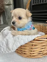 Cream long coat M, a male Chihuahua for sale in Greenwood, SC – 4 of 8