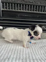 Black and White LC M, a male Chihuahua for sale in Greenwood, SC – 7 of 9