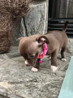 Chocolate F, a female Chihuahua for sale in Greenwood, SC – 6 of 10