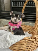 Black Tri smooth coat F, a female Chihuahua for sale in Greenwood, SC – 4 of 4