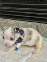 Blue Merle M, a male Chihuahua for sale in Greenwood, SC – 2 of 6