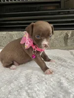 Chocolate F, a female Chihuahua for sale in Greenwood, SC – 4 of 6