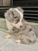 Blue Merle F Toy Aussie, a female Toy Australian Shepherd for sale in Greenwood, SC – 3 of 6