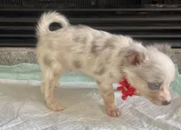 Lilac Merle M, a male Chihuahua for sale in Greenwood, SC – Photo 6 of 6