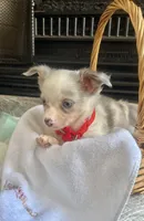 Lilac Merle M, a male Chihuahua for sale in Greenwood, SC – Photo 2 of 6