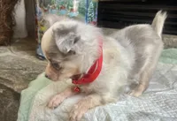 Lilac Merle M, a male Chihuahua for sale in Greenwood, SC – Photo 3 of 6