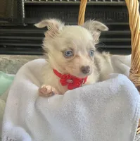 Lilac Merle M, a male Chihuahua for sale in Greenwood, SC – Photo 1 of 6