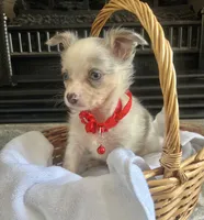 Lilac Merle M, a male Chihuahua for sale in Greenwood, SC – Photo 4 of 6