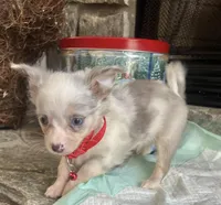 Lilac Merle M, a male Chihuahua for sale in Greenwood, SC – Photo 5 of 6
