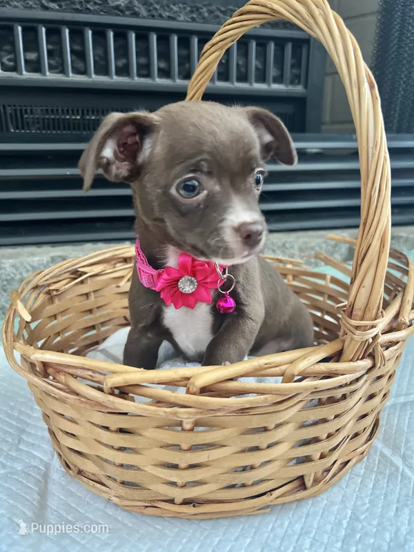 Chocolate F – Chihuahua puppy for sale in Greenwood, SC