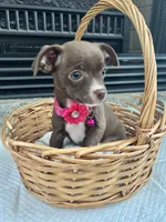 Chocolate F, a female Chihuahua for sale in Greenwood, SC – 1 of 10