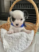 Black and White LC M, a male Chihuahua for sale in Greenwood, SC – 3 of 6