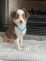 Red Tri M Toy Aussie, a male Toy Australian Shepherd for sale in Greenwood, SC – 8 of 9