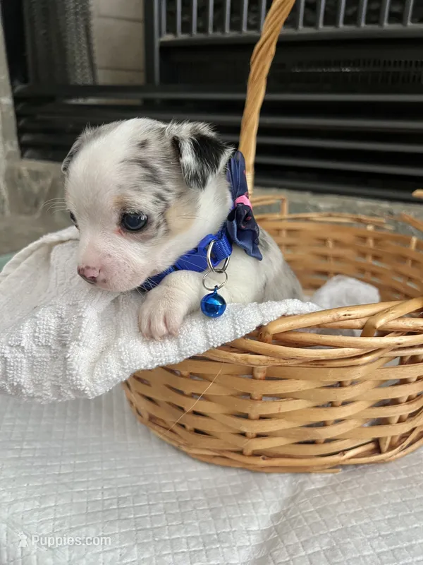 Blue Merle M – Chihuahua puppy for sale in Greenwood, SC