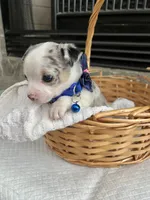 Blue Merle M, a male Chihuahua for sale in Greenwood, SC – 1 of 6