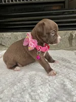 Chocolate F, a female Chihuahua for sale in Greenwood, SC – 6 of 6