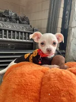 White M, a male Chihuahua for sale in Greenwood, SC – 1 of 10