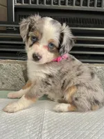 Blue Merle F Toy Aussie, a female Toy Australian Shepherd for sale in Greenwood, SC – 4 of 6