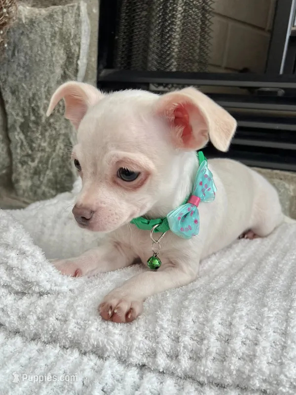 White M – Chihuahua puppy for sale in Greenwood, SC