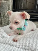 White M, a male Chihuahua for sale in Greenwood, SC – 3 of 10