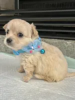 Cream long coat M, a male Chihuahua for sale in Greenwood, SC – 7 of 8
